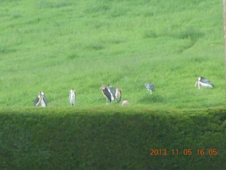 110 8f5. Uganda - Mountain of the Moon hotel - large  birds