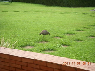 29 8f6. Uganda - Mountain of the Moon hotel - horn-bill bird