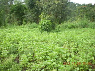 74 8f6. Uganda - Tooro Botanical Garden