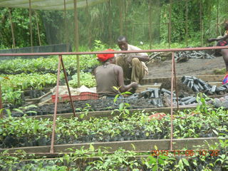 106 8f6. Uganda - Tooro Botanical Garden