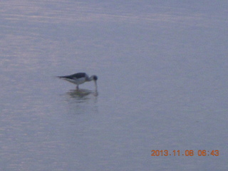 7 8f8. Uganda - Entebbe - Protea Hotel run - bird