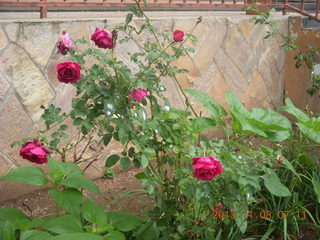 19 8f8. Uganda - Entebbe - Protea Hotel - roses