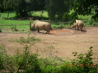 118 8f8. Uganda - Entebbe - Uganda Wildlife Education Center (UWEC) - rhinoceroses