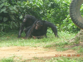 166 8f8. Uganda - Entebbe - Uganda Wildlife Education Center (UWEC) - chimpanzees