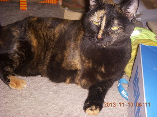 32 8f9. my cat Maria was waiting for me at home after my long trip