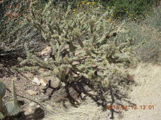 Bagdad hike (my old running loop) - ocotillo cactus