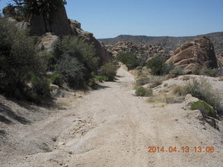 Bagdad hike (my old running loop) - ocotillo cactus