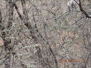 Canyon de Chelly - Spider Rock hike - Adam
