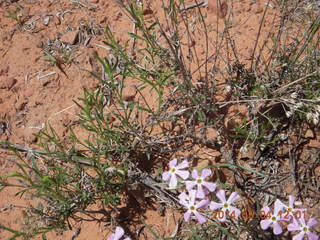 Canyon de Chelly - Spider Rock hike - flowers