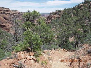 Canyon de Chelly - Spider Rock hike - flowers