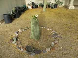 blooming saguaro piece in Beth B's yard