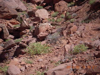 152 8mf. Canyonlands National Park - Lathrop hike