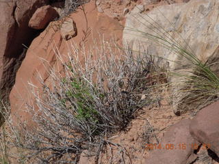 156 8mf. Canyonlands National Park - Lathrop hike