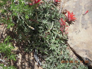 185 8mf. Canyonlands National Park - Lathrop hike - flowers