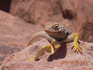 229 8mf. Canyonlands National Park - Lathrop hike - lizard