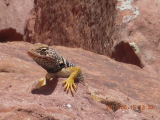 230 8mf. Canyonlands National Park - Lathrop hike - lizard