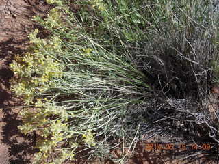 244 8mf. Canyonlands National Park - Lathrop hike - plant