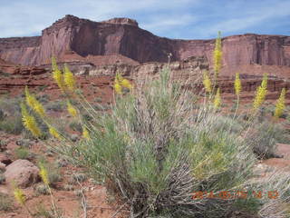 268 8mf. Canyonlands National Park - Lathrop hike - plant