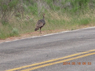 9 8mj. driving to Needles - walking bird