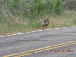 10 8mj. driving to Needles - walking bird