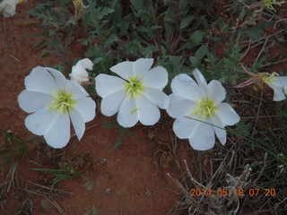 25 8mj. driving to Needles - flowers