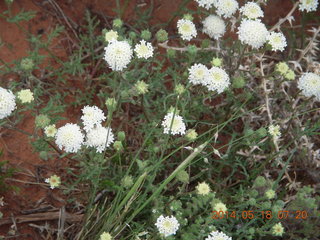26 8mj. driving to Needles - flowers