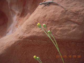 106 8mj. Canyonlands National Park - Needles - Elephant Hill + Chesler Park hike - lizard