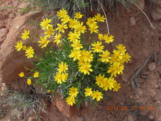 108 8mj. Canyonlands National Park - Needles - Elephant Hill + Chesler Park hike - flowers