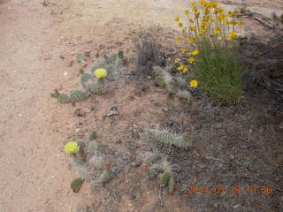 153 8mj. Canyonlands National Park - Needles - Elephant Hill + Chesler Park hike - flowers