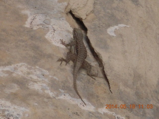 158 8mj. Canyonlands National Park - Needles - Elephant Hill + Chesler Park hike - lizard