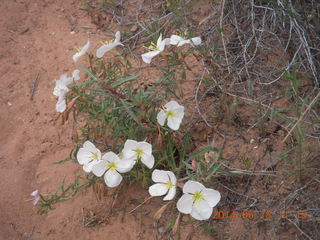 166 8mj. Canyonlands National Park - Needles - Elephant Hill + Chesler Park hike - flowers