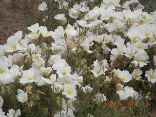 179 8mj. Canyonlands National Park - Needles - Elephant Hill + Chesler Park hike - flowers