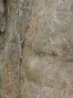 234 8mj. Canyonlands National Park - Needles - Elephant Hill + Chesler Park hike - lizard