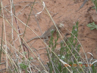 275 8mj. Canyonlands National Park - Needles - Elephant Hill + Chesler Park hike