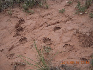 282 8mj. Canyonlands National Park - Needles - Elephant Hill + Chesler Park hike - footprints