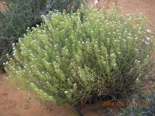 291 8mj. Canyonlands National Park - Needles - Elephant Hill + Chesler Park hike - plant