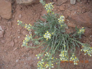 314 8mj. Canyonlands National Park - Needles - Elephant Hill + Chesler Park hike - flowers