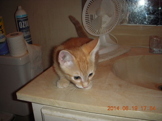 25 8nk. Max - my new kitten