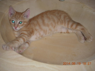 43 8nk. new kitten cat Max