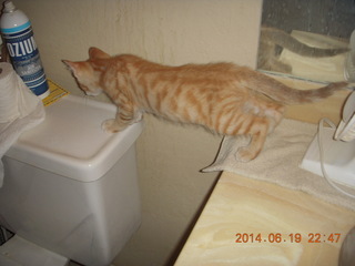 62 8nk. new kitten cat Max