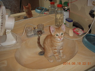 69 8nk. new kitten cat Max