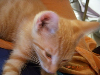 107 8np. my new kitten Max