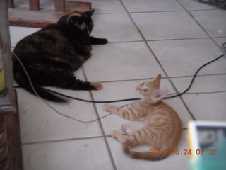 130 8nq. my cats Maria and Max