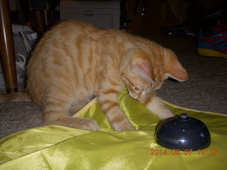 170 8p8. my kitten Max and Cat's Meow toy