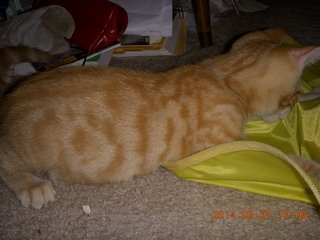 172 8p8. my kitten Max and Cat's Meow toy