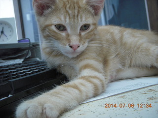 223 8pe. my kitten/cat Max