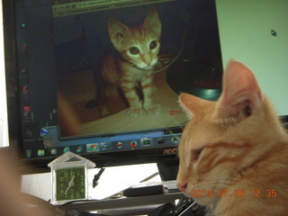 228 8pe. my kitten/cat Max