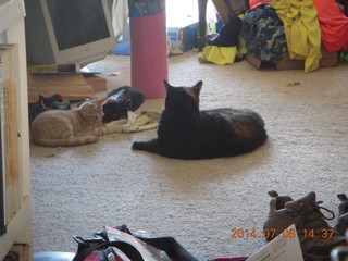 254 8pe. my kitten/cat Max and Maria