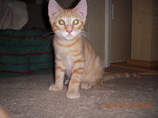 257 8pf. my kitten Max