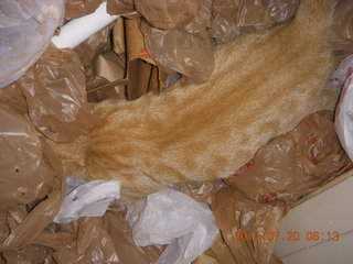 301 8pj. my kitten Max playing in plastic bags